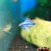 アピストトリファスキアータ 自家繁殖若魚ペア
今だけ特価！ - 画像 (3)