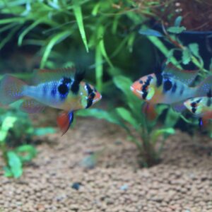 上物！ドイツラミレジィ 若魚(1ペアセット)