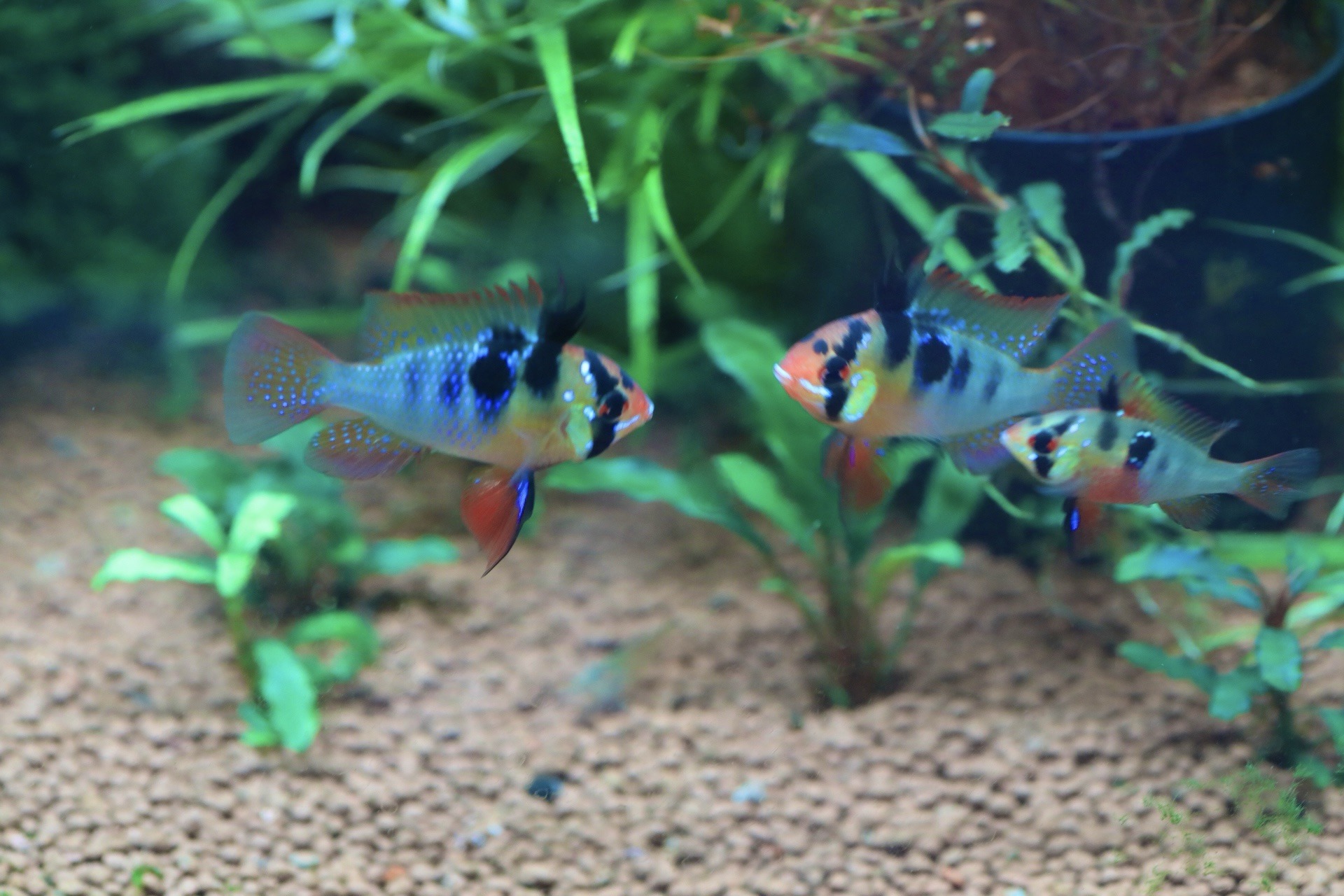 上物!ドイツラミレジィ 若魚(1ペアセット)