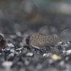 コリドラス アトロペルソナータス 1匹