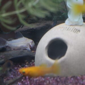 コリドラス アルビノ ジュリー(1匹)希少