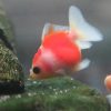 ショートテールオランダ　パンダアイ6cm 1匹 写真現物