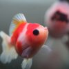 ショートテールオランダ　パンダアイ6cm 1匹 写真現物 - 画像 (3)