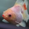 ショートテールオランダ　口紅！
7cm 1匹 写真現物
