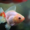 ショートテールオランダ　口紅！
7cm 1匹 写真現物 - 画像 (2)