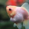 ショートテールオランダ　口紅！
7cm 1匹 写真現物 - 画像 (3)