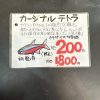 カージナルテトラ 10匹 - 画像 (2)