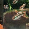 アピストグラマ アガシジィ ブルーフレーム オス若魚　極美！オス１匹 - 画像 (3)