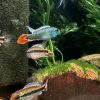 アピストグラマ アガシジィ ブルーフレーム オス若魚　極美！オス１匹