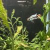 アピストグラマ アガシジィ ブルーフレーム オス若魚　極美！オス１匹 - 画像 (2)
