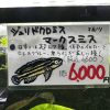 ジュリドクロミス マークスミス 3匹 - 画像 (4)