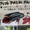 アピストグラマ アガシジィ ブルーフレーム オス若魚　極美！オス１匹 - 画像 (4)