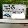 エンドラーズ ブルースター2ペア　現在特価！ - 画像 (3)