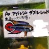 アピストアガシジィ ダブルレッドペア - 画像 (3)