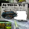アピスト アガシジィ アノリ ペア - 画像 (3)