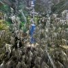 ブルーエンゼルフィッシュ1円玉サイズ10匹セット！今だけ特価！