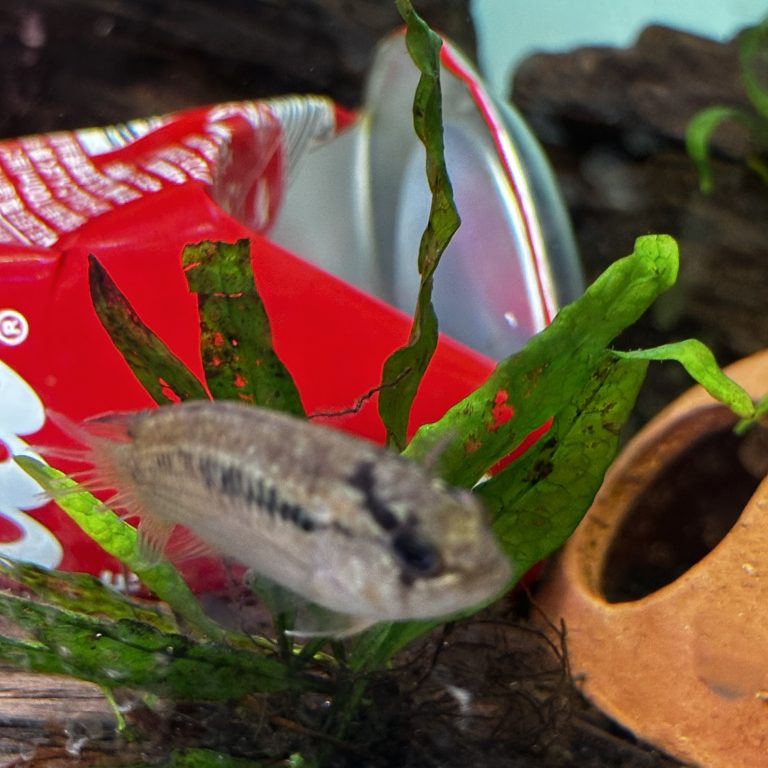 イヴァナカラ アドケタ 歌舞伎役者！雌雄セット！