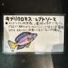 キプリクロミス レプトソーマ トリオ　希少！