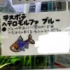 ラスボラヘテロ　ブルー　5匹セット　渋すぎ！ - 画像 (3)