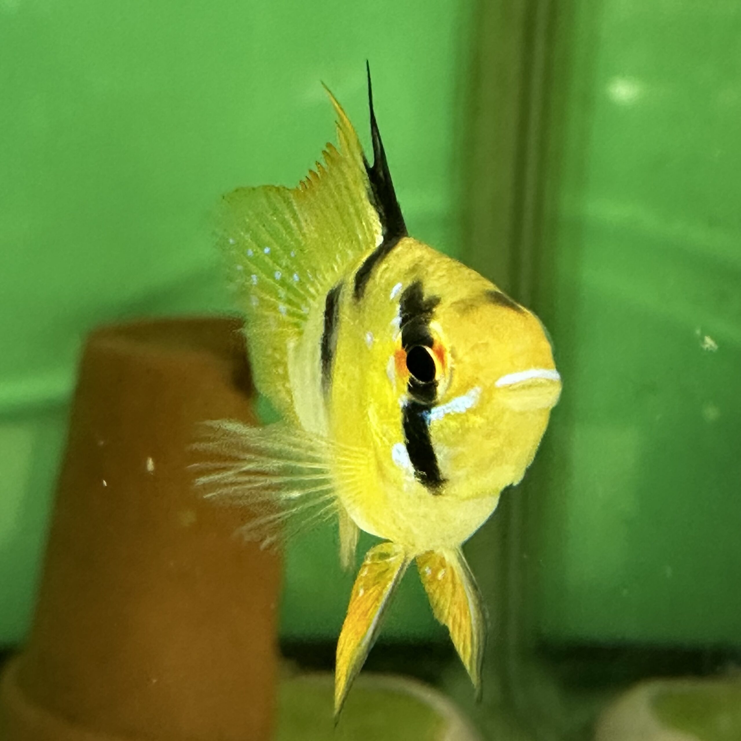 上物!ドイツラミレジィ 若魚(1ペアセット) - 画像 (2)