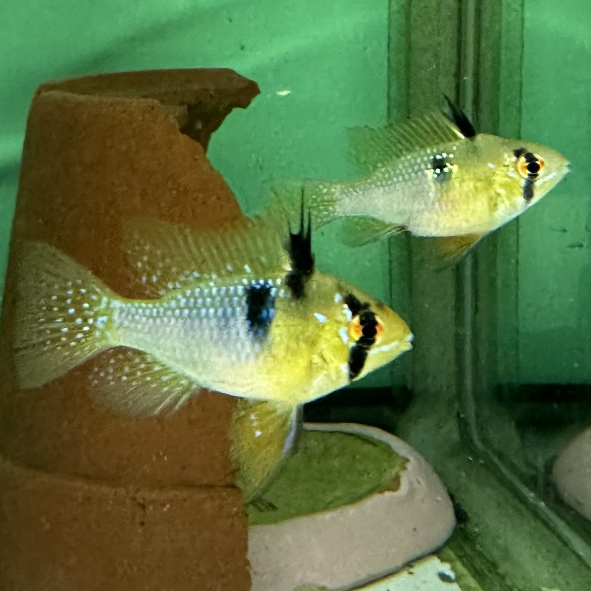 上物!ドイツラミレジィ 若魚(1ペアセット) - 画像 (3)