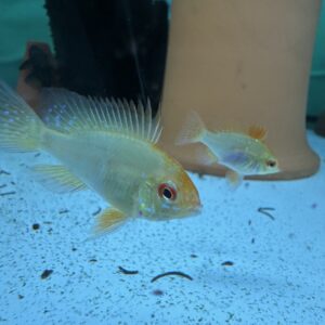 上物！ゴールデンラミレジィ 若魚(1ペア)