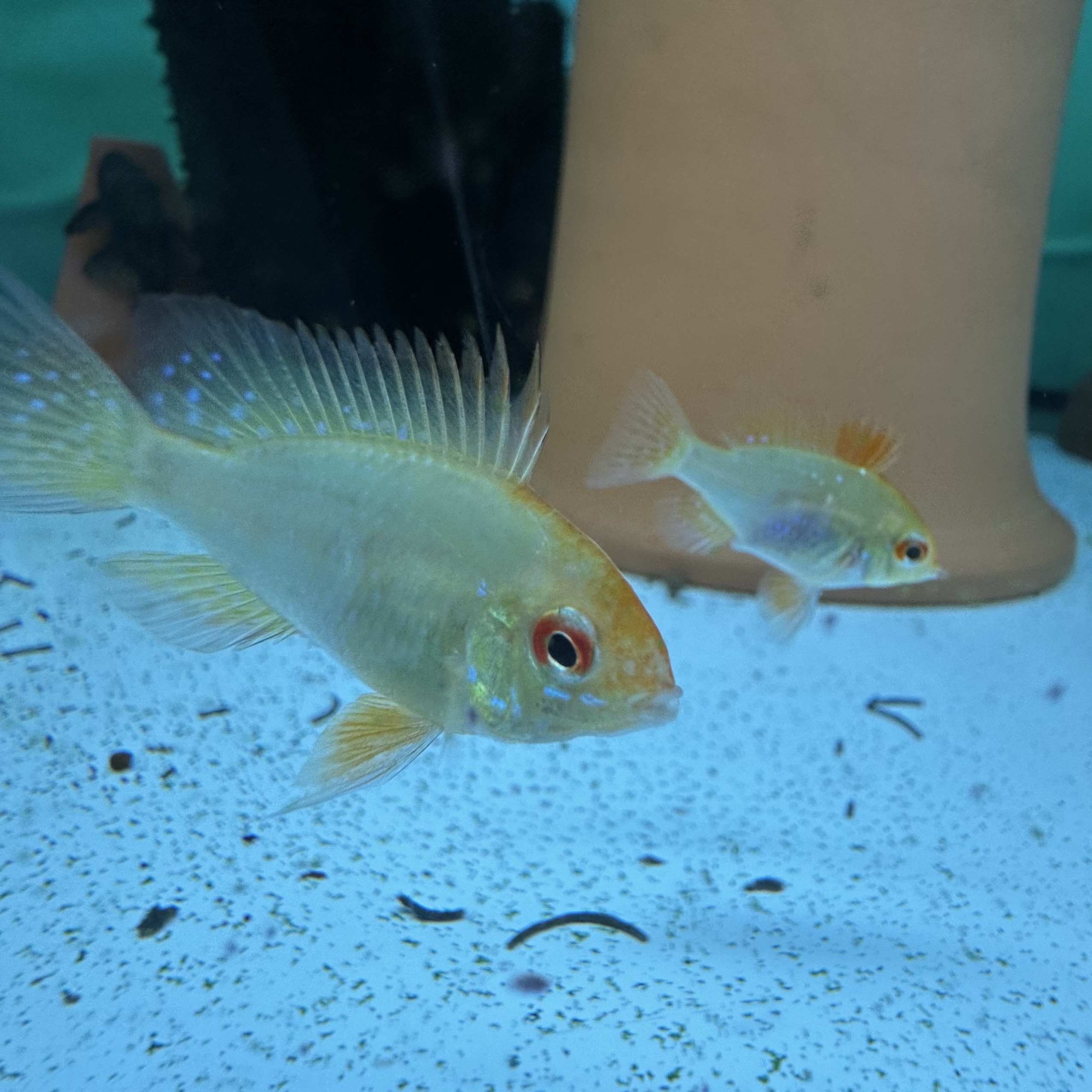 上物!ゴールデンラミレジィ 若魚(1ペア)