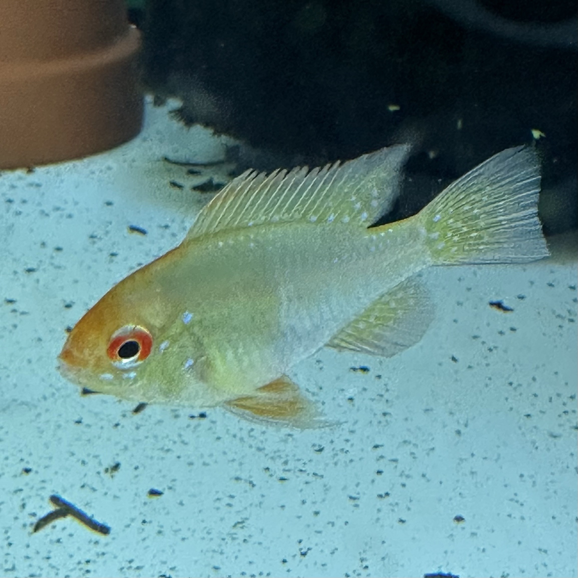 上物!ゴールデンラミレジィ 若魚(1ペア) - 画像 (3)