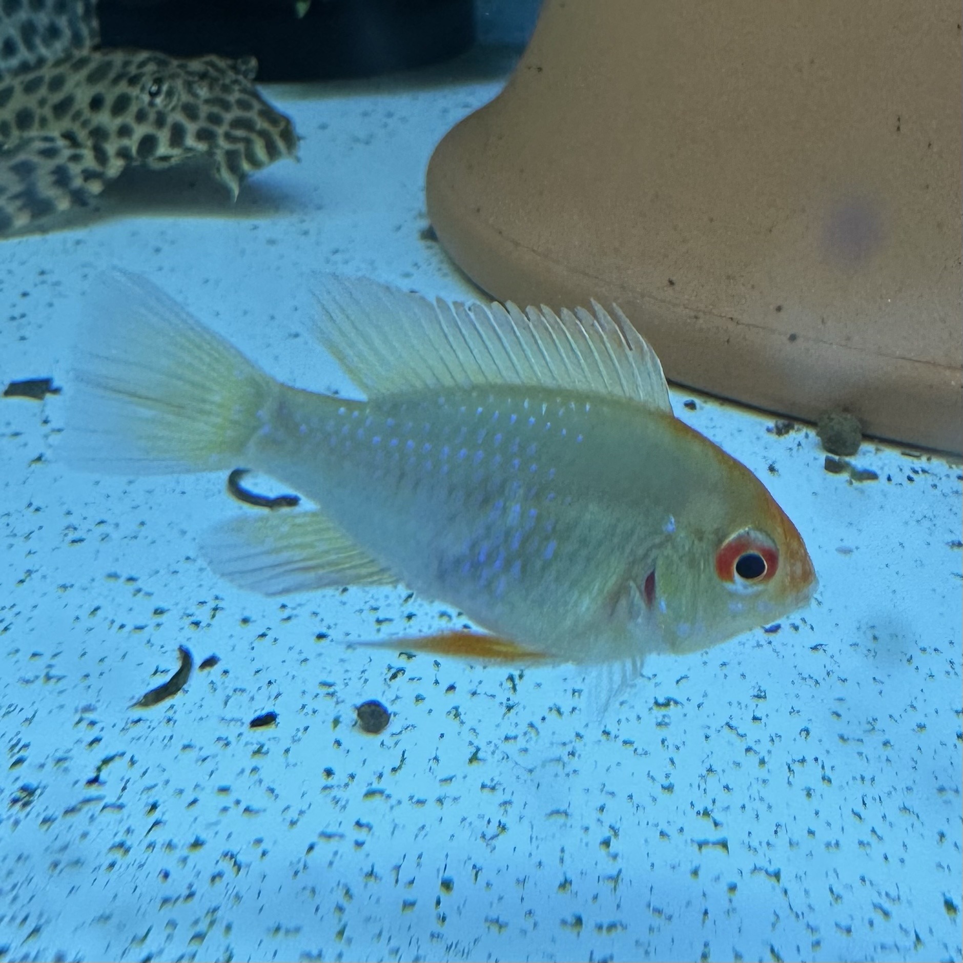 上物!ゴールデンラミレジィ 若魚(1ペア) - 画像 (2)