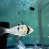 オランダラミレジィ　店内繁殖若魚　5匹セット！大特価！ 送料０円