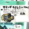 オランダラミレジィ　店内繁殖若魚　5匹セット！大特価！ 送料０円 - 画像 (3)