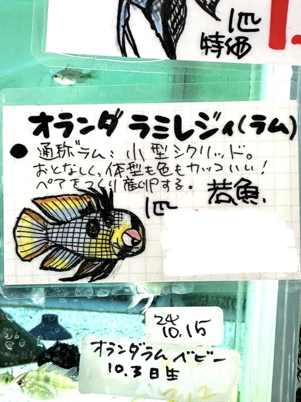 オランダラミレジィ　店内繁殖若魚　5匹セット！大特価！ 送料０円 - 画像 (3)