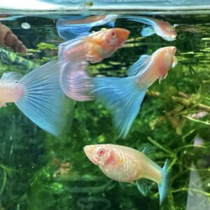 国産トパーズグッピー(2ペアセット)現在特価！