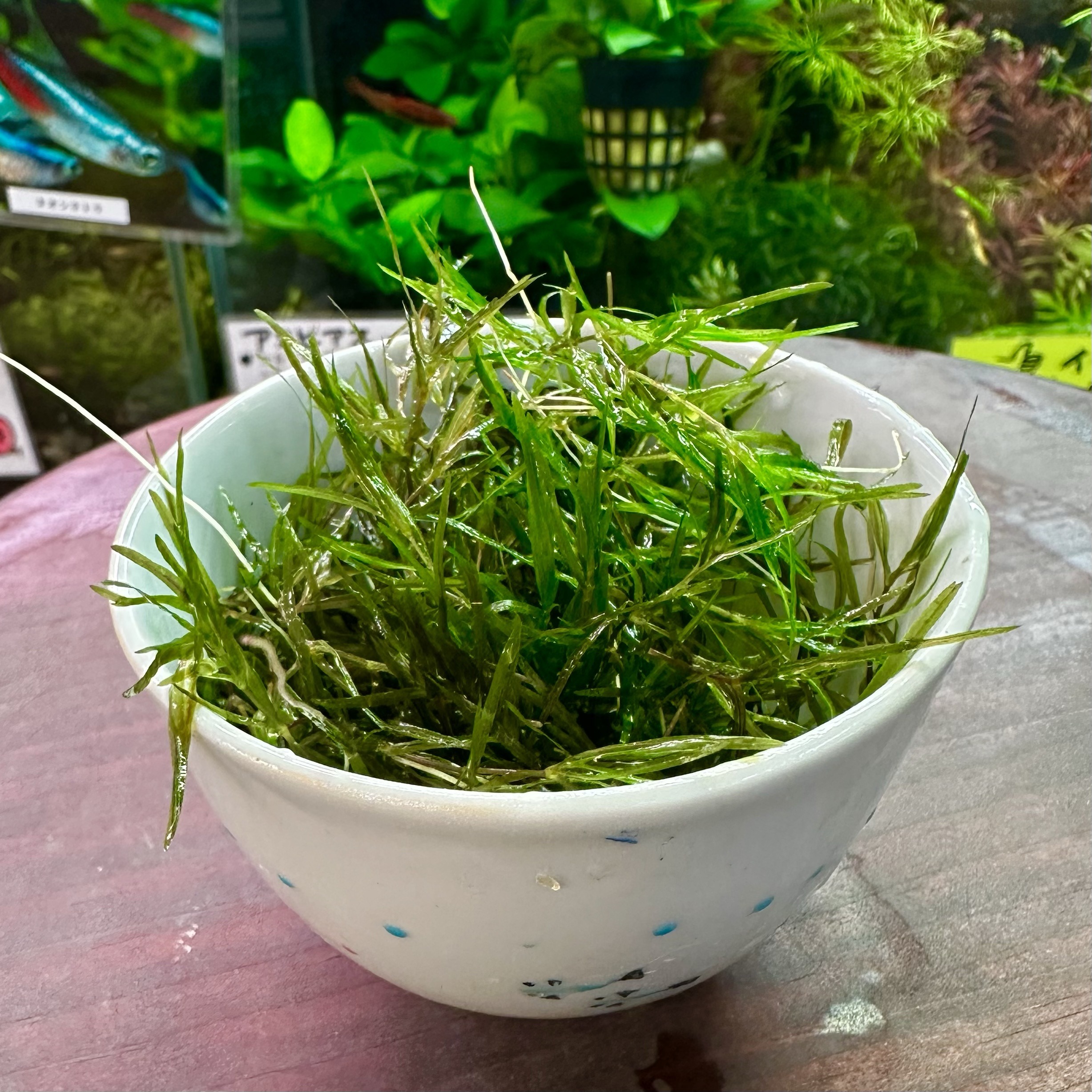 ナヤス(茶碗一杯分) - 画像 (2)