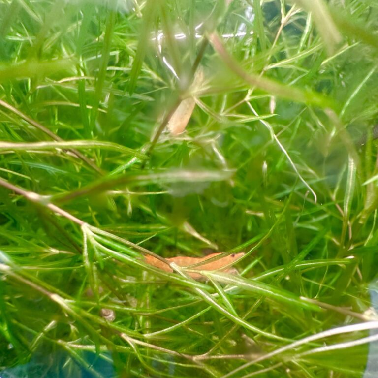 ナヤス(茶碗一杯分)