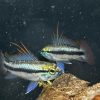 アピストトリファスキアータ 自家繁殖若魚ペア
今だけ特価！ - 画像 (2)