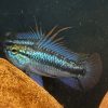 アピストトリファスキアータ 自家繁殖若魚ペア
今だけ特価！