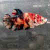 ベタプラカット コイ 若魚 店内繁殖　
写真個体♂ - 画像 (3)