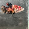ベタプラカット コイ 若魚 店内繁殖　
写真個体♂