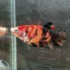 ベタプラカット コイ 若魚 店内繁殖　
写真個体♂ - 画像 (2)