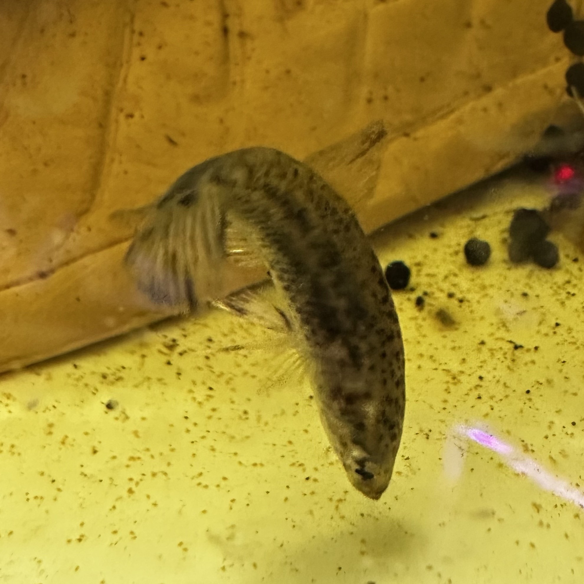 ベタ アルビマルギナータ ペアセット - 画像 (3)