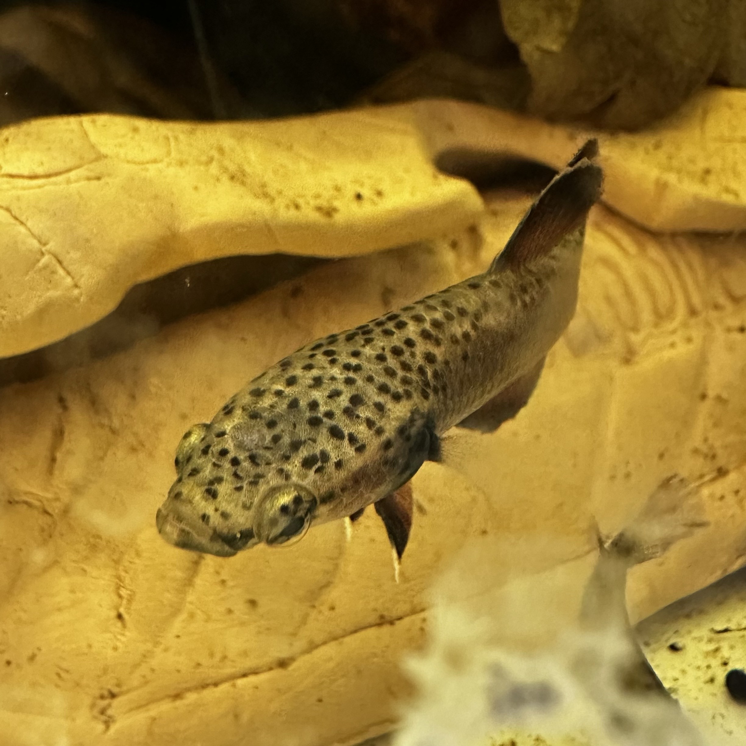 ベタ アルビマルギナータ ペアセット - 画像 (2)