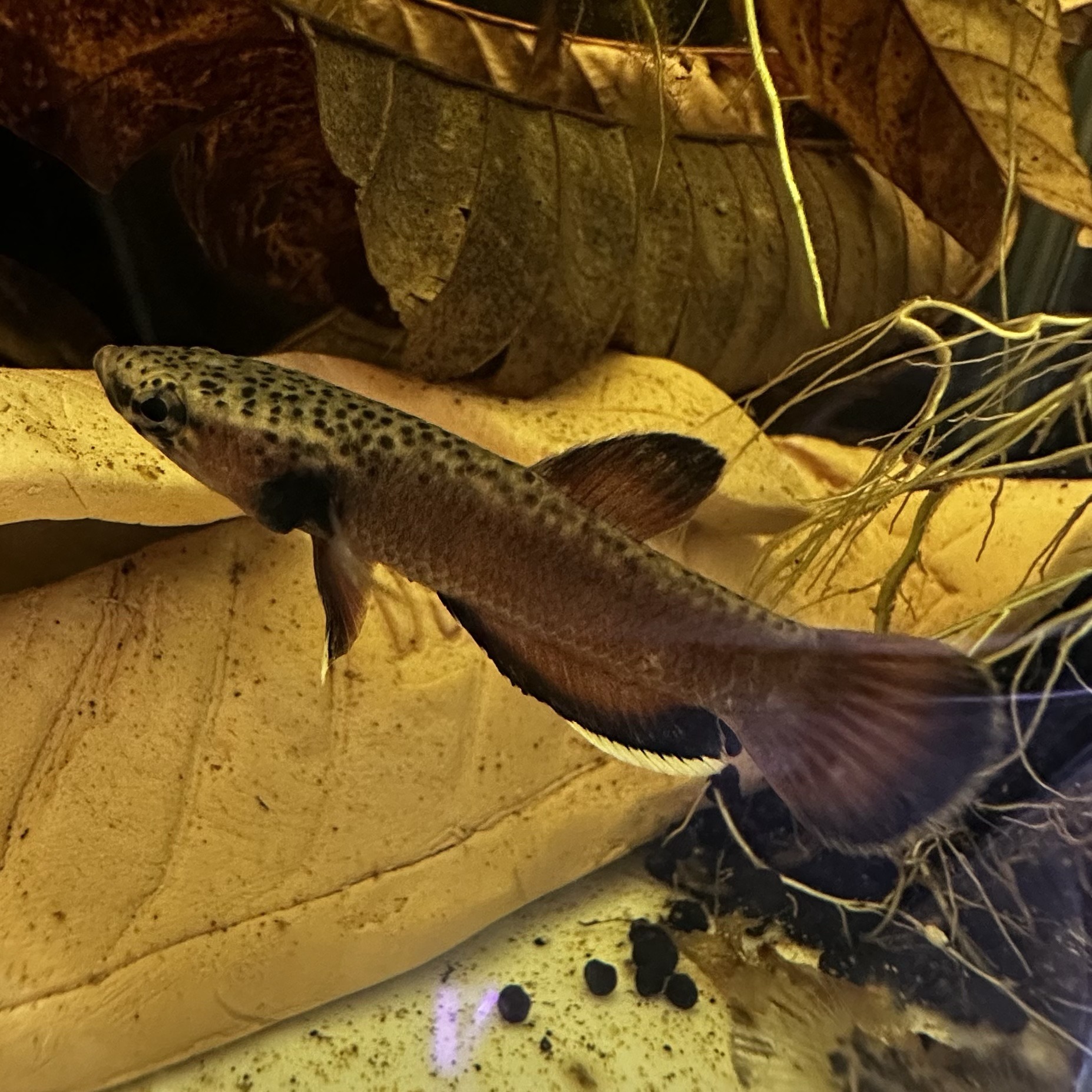 ベタ アルビマルギナータ ペアセット