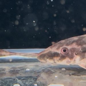 パラオトシン　マグリコーダ