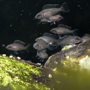 ネオランプロローグス　ブリチャージ　6匹セット！特価！