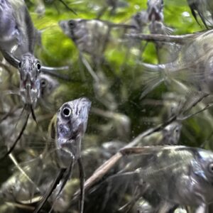 アバターブルーエンゼル  ベビー6匹セット