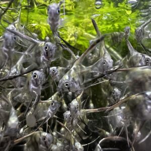 アバターブルーエンゼル  ベールテールタイプベビー6匹セット