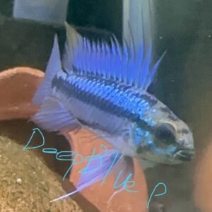 アピストトリファスシアータ 歐便F1若魚(3匹)親超美！