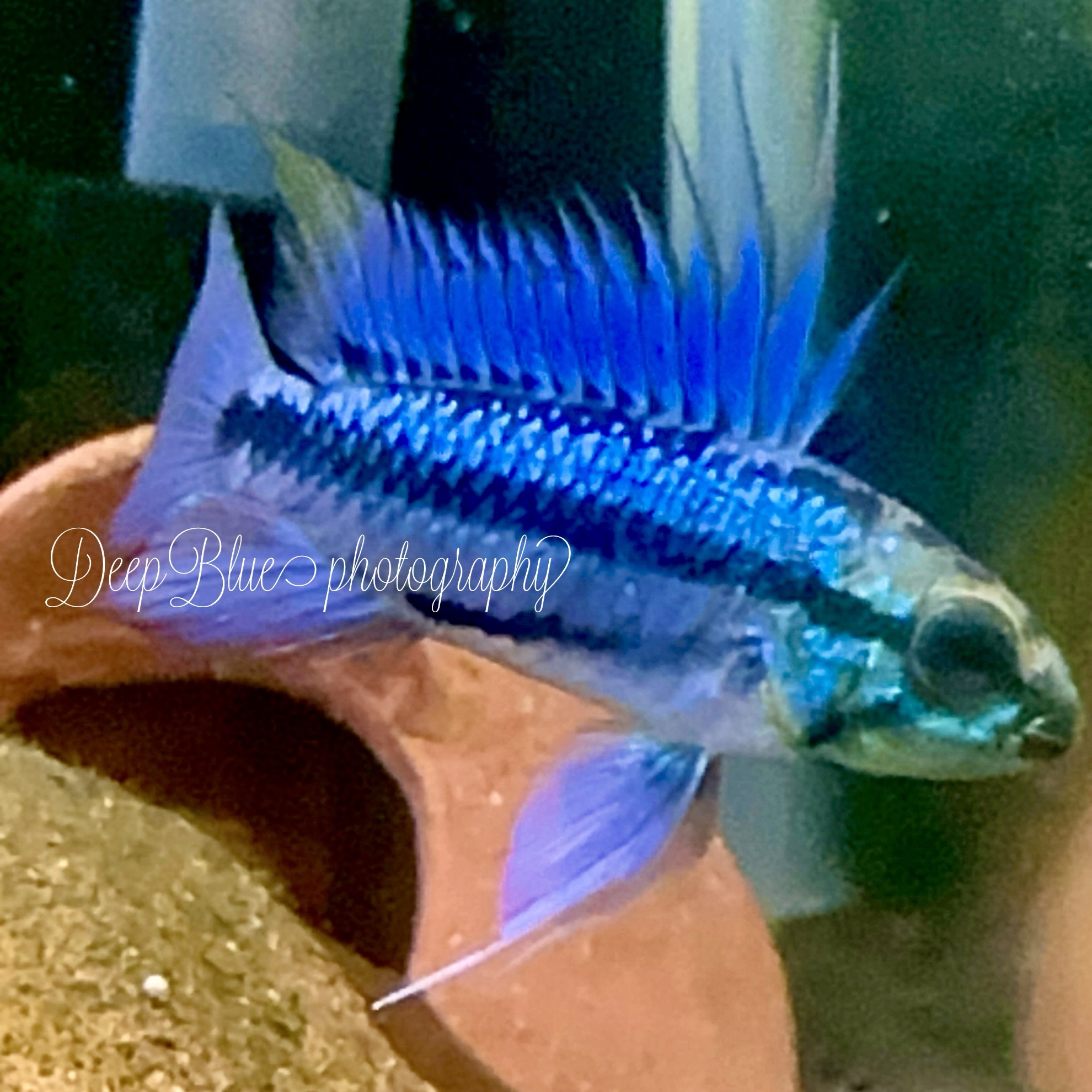 アピストトリファスシアータ 歐便F1若魚(1匹)親超美! - 画像 (2)