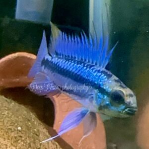 アピストトリファスシアータ 歐便F1若魚(3匹)親超美！